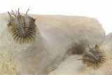 Double Spiny Trident Walliserops Trilobite Specimen #350537-3
